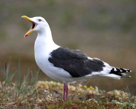 Отряд Ржанкообразные