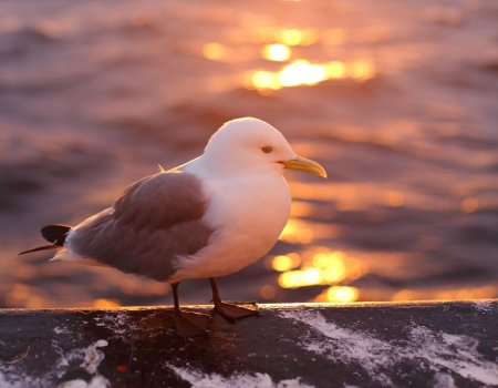 Красивая Чайка