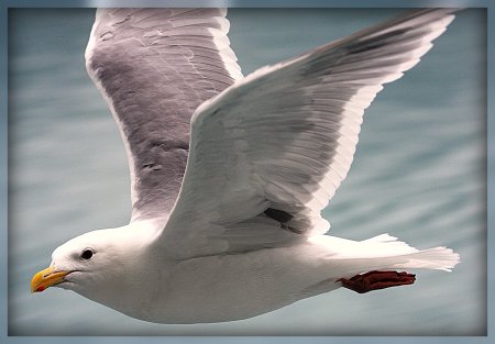 Полярная Чайка