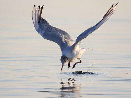 Чайка Тэйера