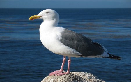 Чайка Seagull