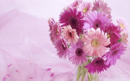Розовые герберы