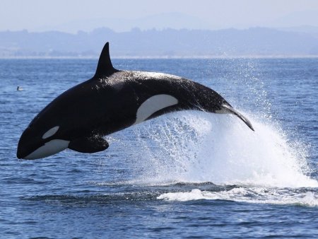 Vs коврик для компьютерной мыши "фауна", "Касатка"