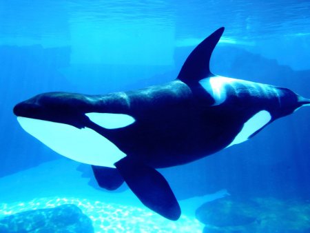 Орка Касатка