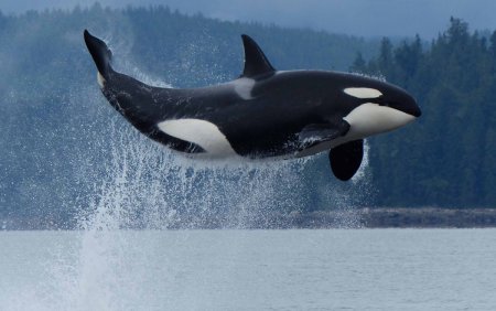 Касатка кит убийца