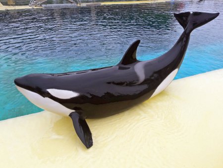 Orcinus Orca коса́тка Orca Killer Whale