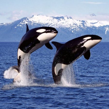 Касатка кит убийца