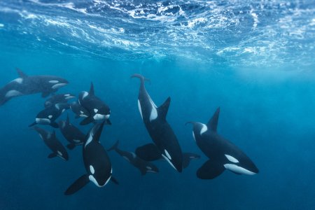Косатка - Orcinus Orca (Дальневосточная Плотоядная популяция)