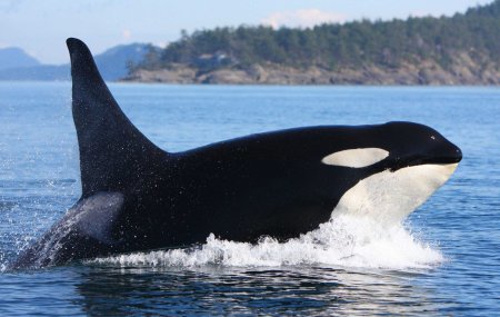 Кашалот кит убийца