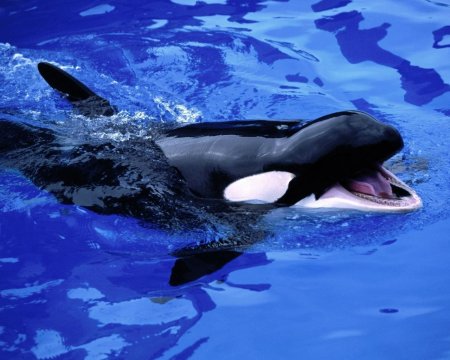 Дельфин Касатка Кашалот