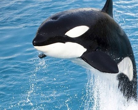 Малая косатка (черная косатка)