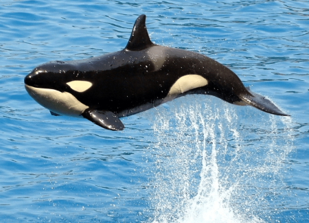 Косатка хищный Дельфин