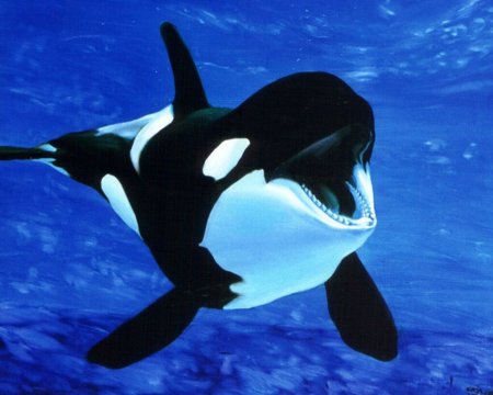 Касатка кит убийца