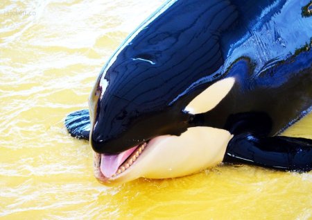 Касатка кит убийца фильм