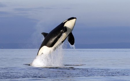 Косатка альбинос Айсберг