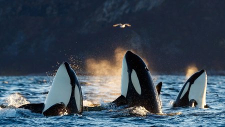 Шантарские острова касатки