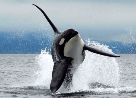 Orca Касатка