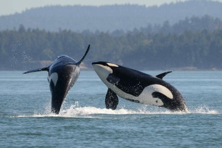 Касатка кит убийца