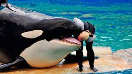 Кит и Касатка и Дельфин