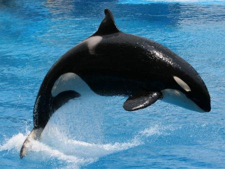 Касатки и дельфины