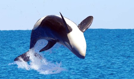 Косатка хищный Дельфин