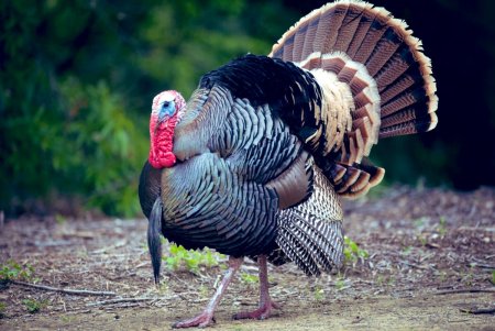 Wild Turkey индюк