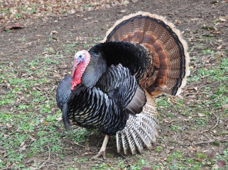 Wild Turkey meleagris gallopavo