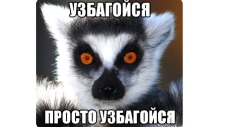 Енот узбагойся