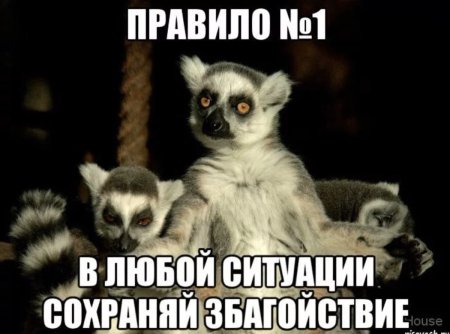 Лемур узбагойся