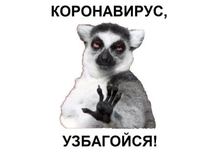 Енот узбагойся