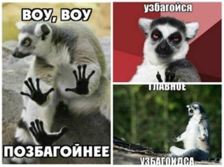 Узбагойся лемур с надписью