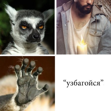 Енот узбагойся