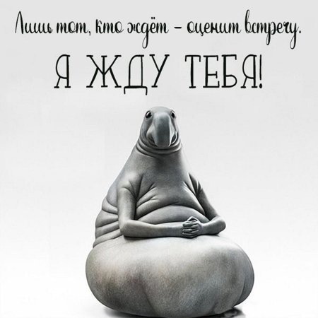 Открытка со ждуном