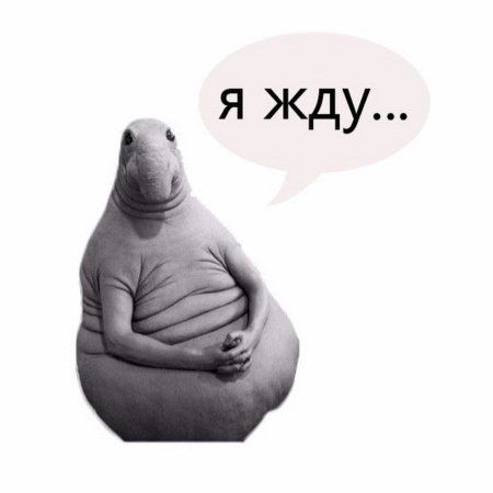 Ждун приколы