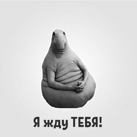 Гифка Ждуна