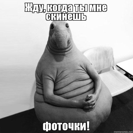 Хатико Ждун картинки