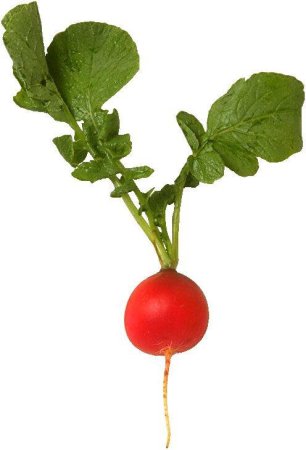 Овощи редиска