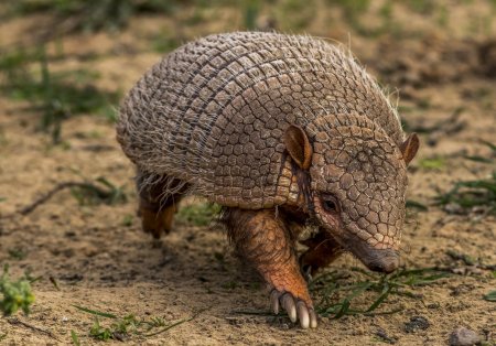 Жук броненосец