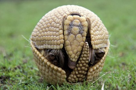 Армадилло броненосец