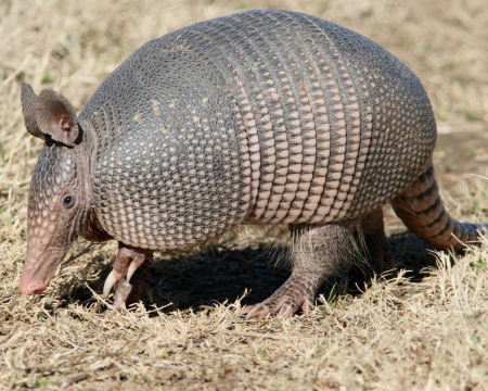 Броненосец Южной Америки