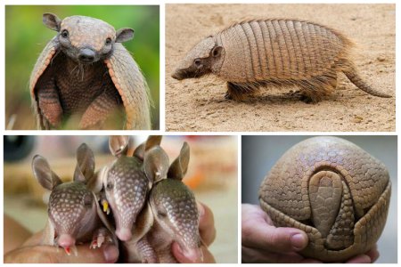 Сумчатый броненосец