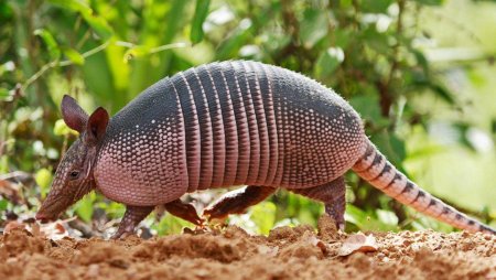 Армадилло броненосец
