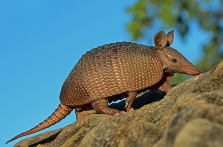 Армадилло броненосец