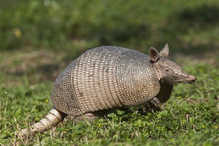 Армадилло животное броненосец