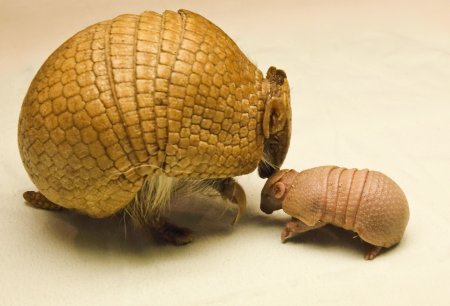 Жук броненосец