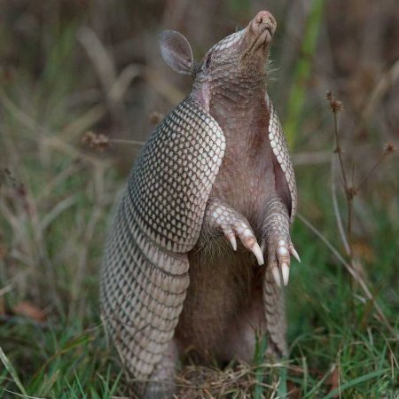 Армадилло броненосец