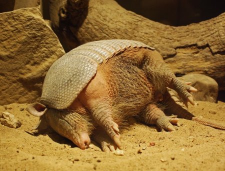 Шаровой трехпоясный броненосец