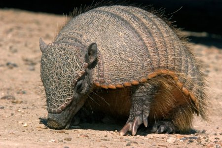 Броненосец Южной Америки