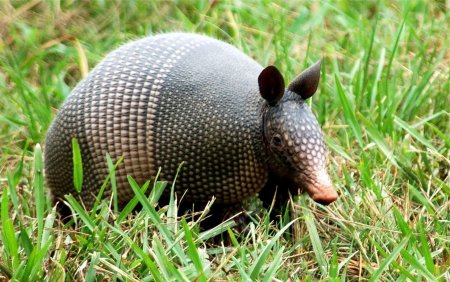 Армадилло броненосец