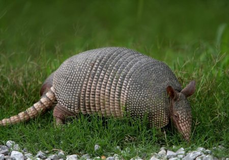 Армадилло броненосец